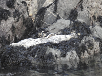 Chilled out seal showing fur patterns © Claire Lewis