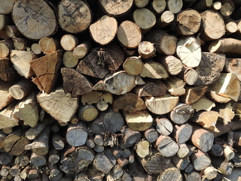 Log pile © Claire Lewis