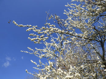 Bees and blackthorn © Rowena Millar