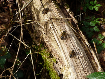 Eristalis hoverflies © Rowena Millar