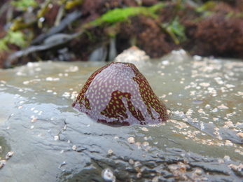 Strawberry anemone