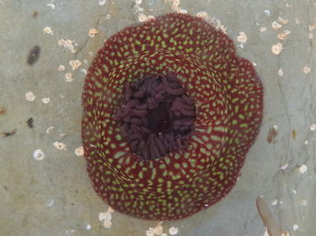 Strawberry anemone with emerging tentacles