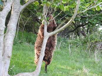 Sheep with head in the trees by Claire Lewis