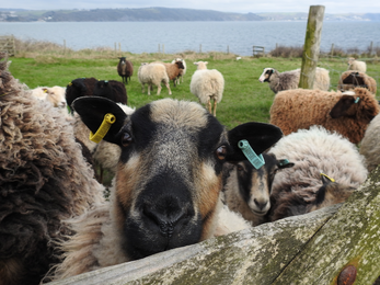 Mischievious Shetland Sheep by Claire Lewis