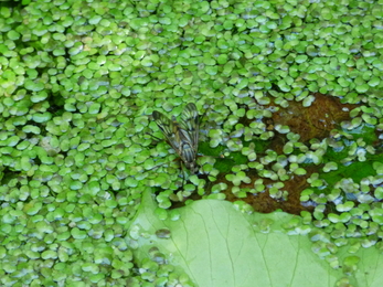 An insect takes a drink