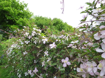 Clematis covered hedge leads down to a Cornish hedge