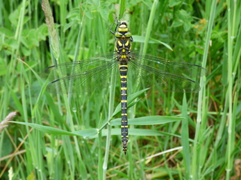 Dragonflies need upright stems when they emerge from ponds - Rowena Millar