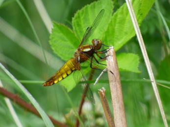 Female broad-bodied chaser