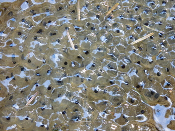 Frogspawn - Rowena Millar