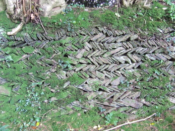 Herringbone style Cornish hedge, East Cornwall