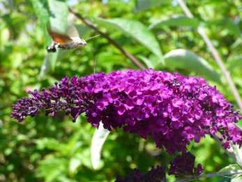 Hummingbird hawkmoth on buddleia