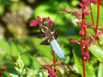 Male broad-bodied chaser