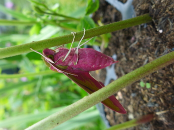 Newly hatched elephant hawkmoth