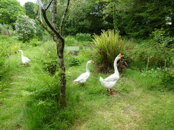 The geese checking out the pond