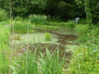 The wildlife pond