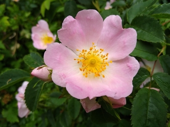 A close up shot of a pink dog rose with bright yellow pollen in the middle