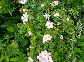 Pink dog rose  flowers trail along lush green brambles