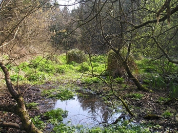 A natural woodland palmate newt habitat in East Cornwall_Rowena Millar