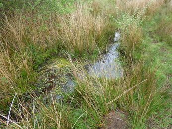 Shallow pond on acidic boggy soil, East Cornwall_Rowena Millar 