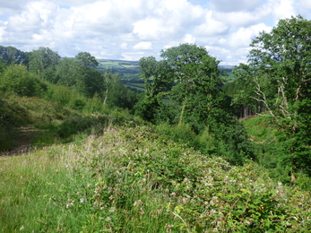 Lockdown_Luckett Woods June view_Rowena Millar