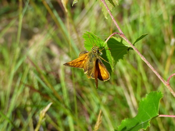 Lockdown_Luckett Woods small skipper and hiding mystery beetle_Rowena Millar