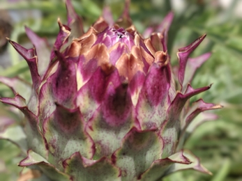A close up of a cardoon pod before it has flowered. It resembles and artichoke, with spiky green leaves that layer and darken from a khaki green to a deep purple in the middle