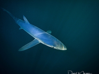 A stunning blue shark glides out of the dark depths and the light from above illuminates it's blue appearance. Streaks of light hit the shark highlighting it's narrow face and body and its slim fins