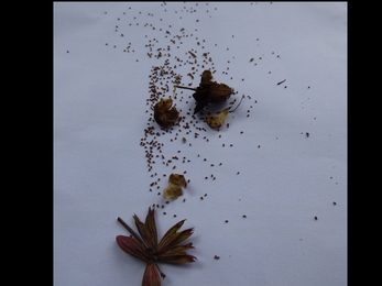 Looking at seeds dispersed onto a white piece of paper