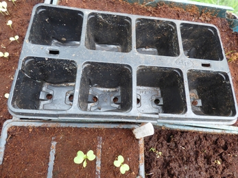 Seed trays and modules