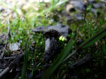 Female Glow Worm, The Towans