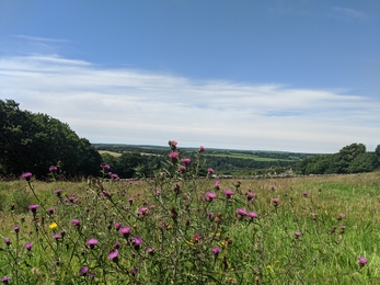 the purple flowers of thistles burst from dark green stems in the centre of the image, with rolling hills and wildflower meadow spread out in the background against a bright blue sky