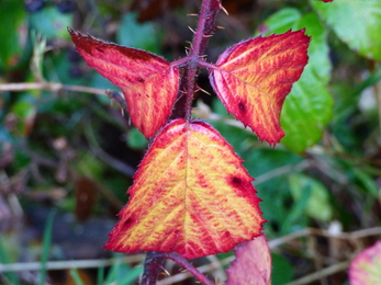 Autumn Colours of Bramble leaves