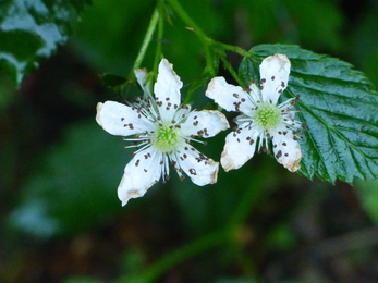 Bramble Flower