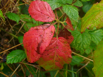 Autumn Colours of Bramble leaves