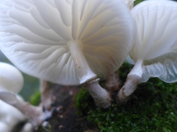 Porcelain fungus photographed from below