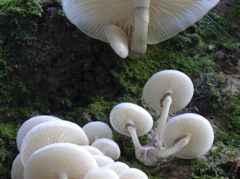 Porcelain Fungus on an old Beech Tree