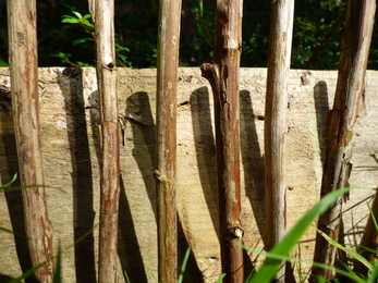 Raspberry Canes