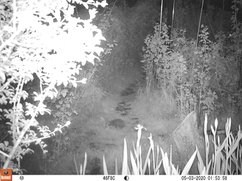 Hedgehog captured on camera on a path using night-mode on a camera