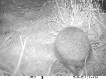 A large hedgehog captured on camera at night