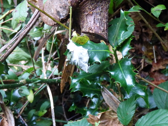 Self-seeded Holly