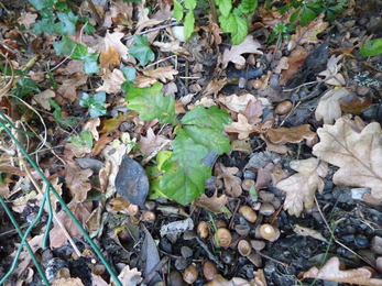 Smaller oak seedling by the pond