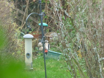 Woodpecker perched on a bird feeder in the garden