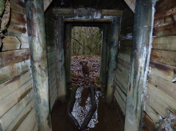 Dog in the entrance to the adit at Cabilla & Redrice Woods