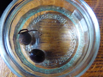 Experiment with acorns in rainwater