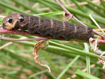 Elephant hawk-moth larva at a County Wildlife Site