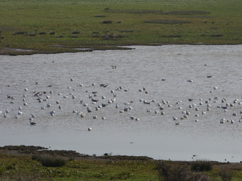 The numerous gulls of Maer Lake