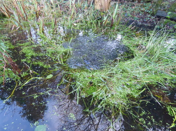 Frogspawn laid on a clump of bogbean with grass in the middle of the pond
