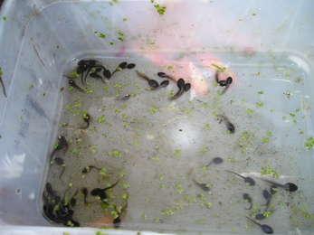 Tadpoles in a bucket found when pond dipping