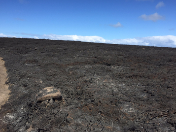 The aftermath of the Bartinney Downs Nature Reserve Fire