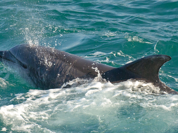 Bottlenose Dolphin in St Ives Bay